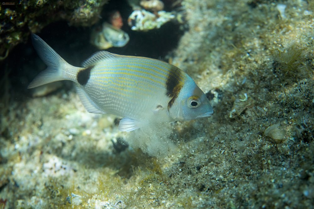 Diplodus vulgaris