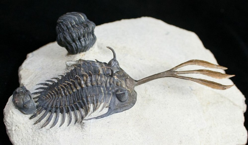 Walliserops trifurcatus
