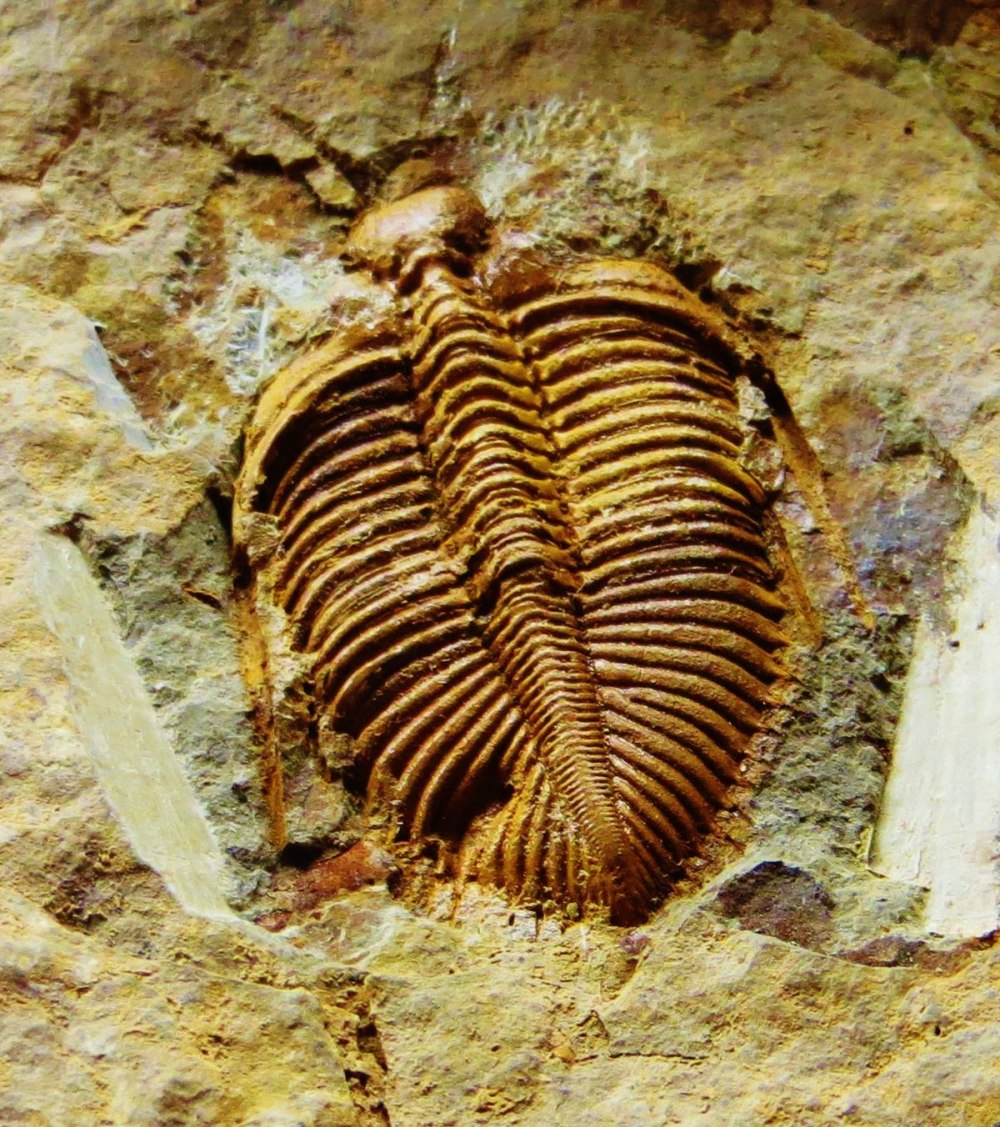 Ordovician Extinction что за Жук