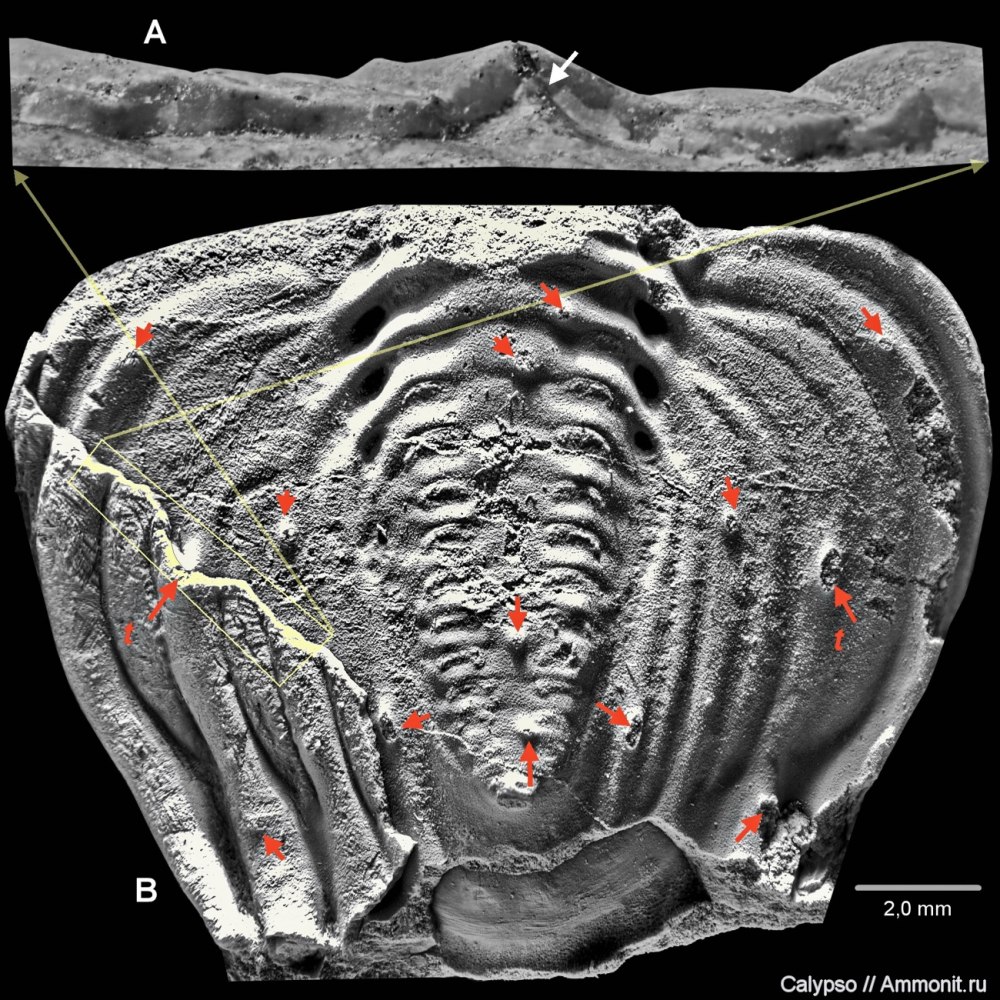 Cybelella