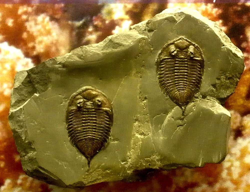 Terataspis Grandis