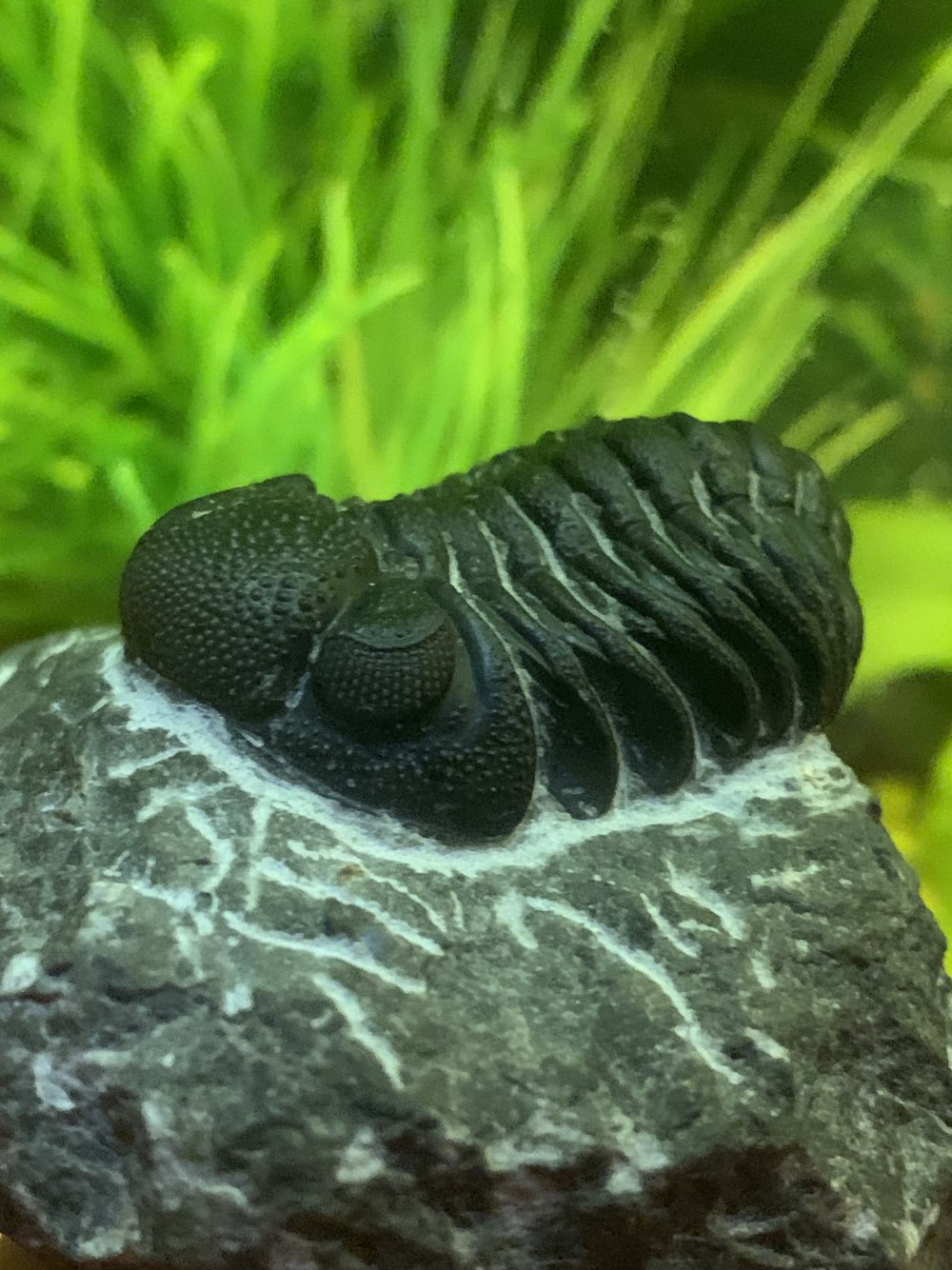 Phacops