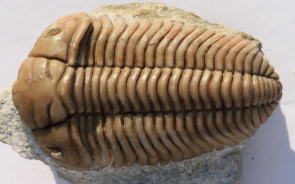Brachycephalus Ордовик