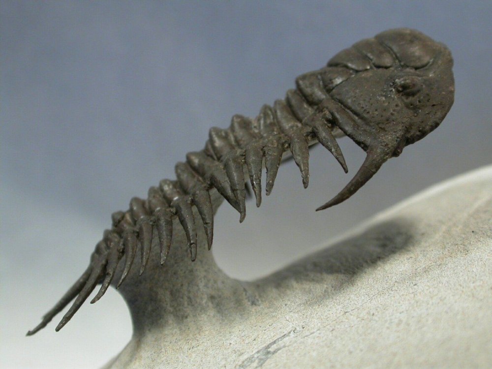Трилобит Crotalocephalus