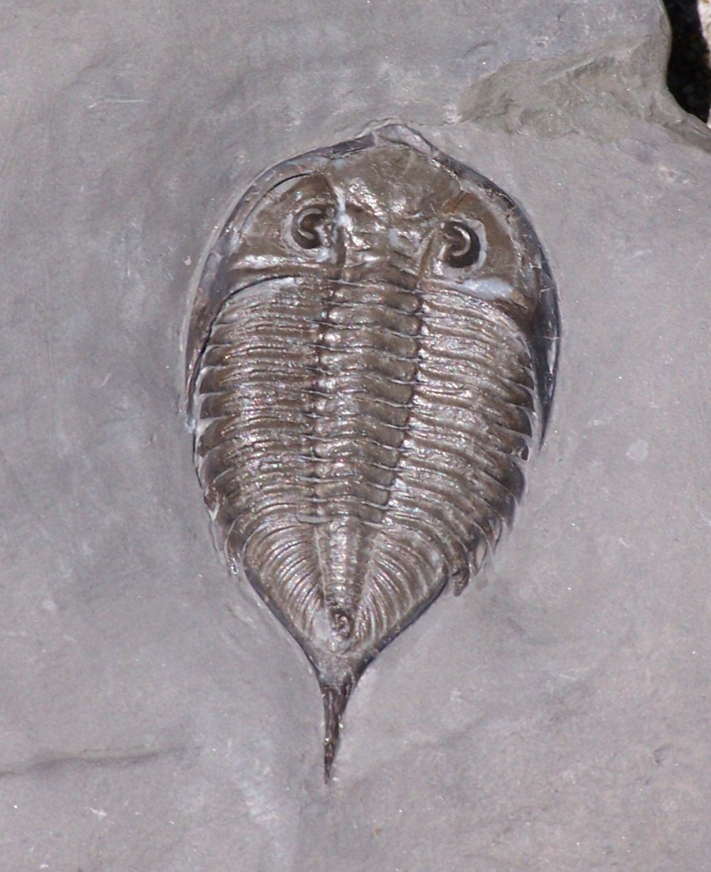 DALMANITES limulurus