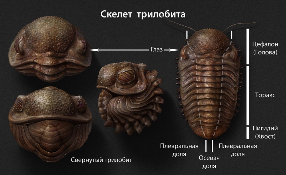Морфология трилобитов