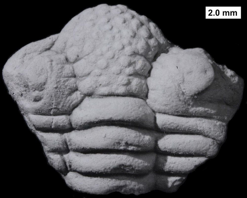 Late Silurian