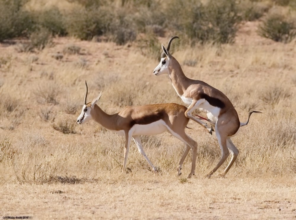 Спрингбок Antidorcas marsupialis