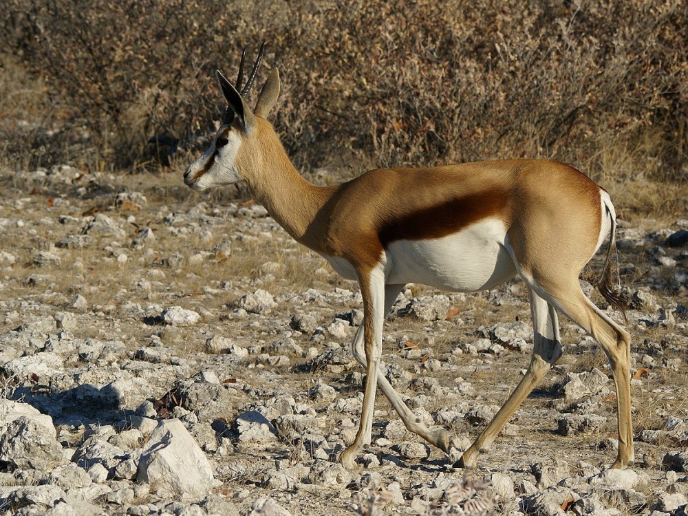 Спрингбок Antidorcas marsupialis