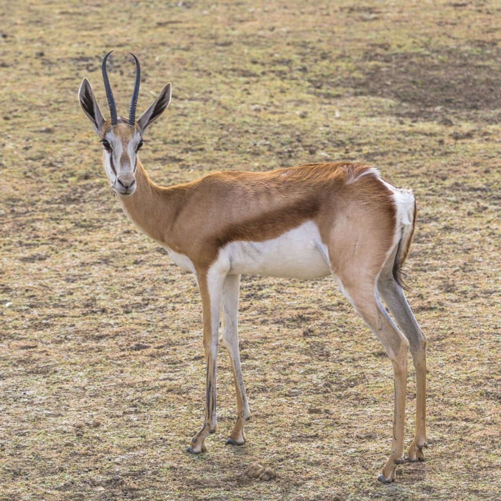 Спрингбок Antidorcas marsupialis