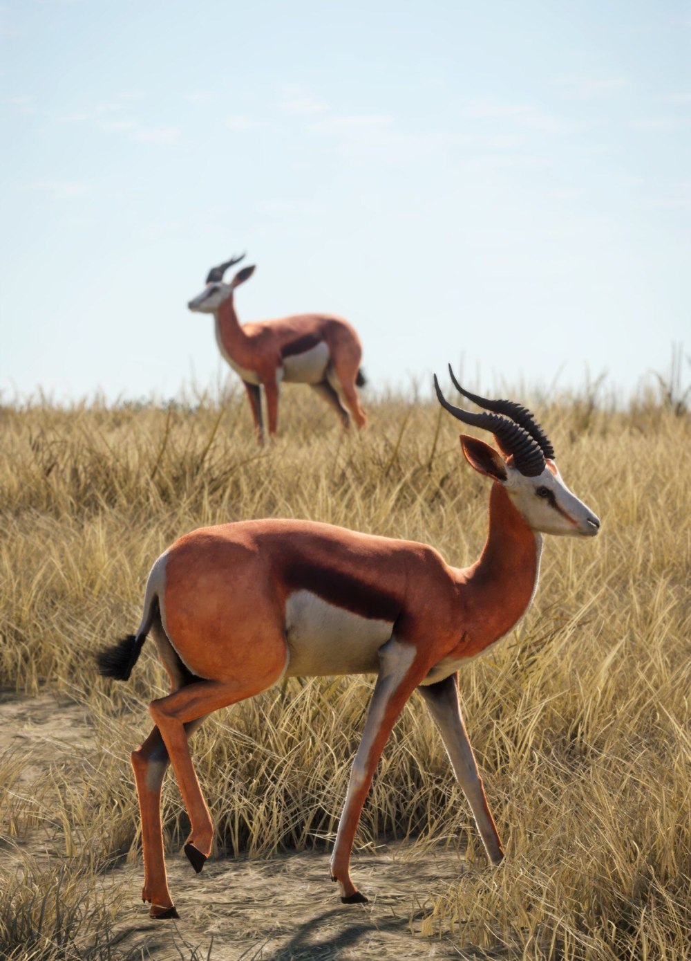 Antidorcas marsupialis