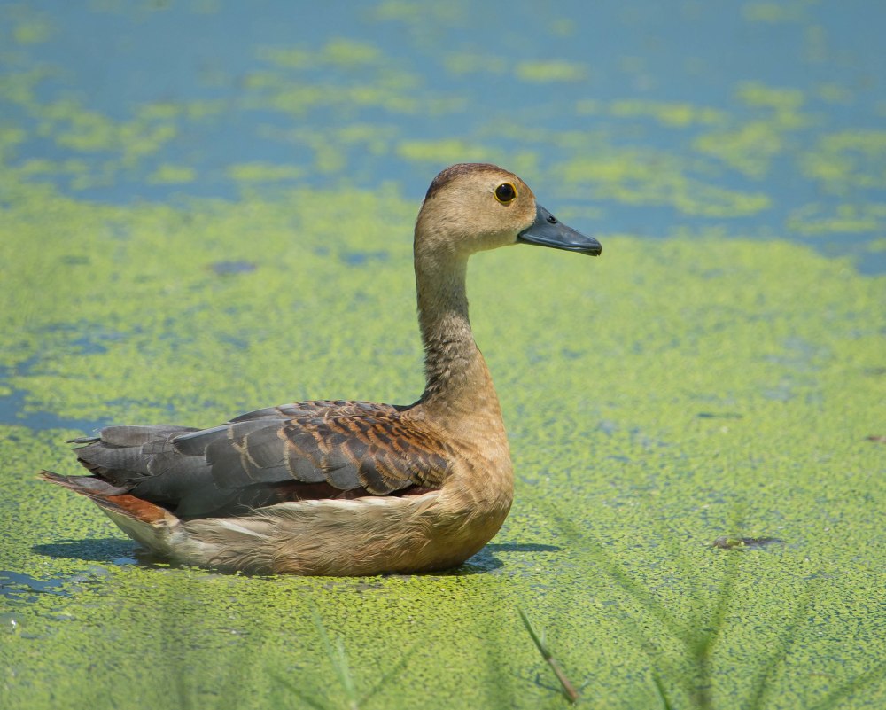 Lesser Whistling Duck