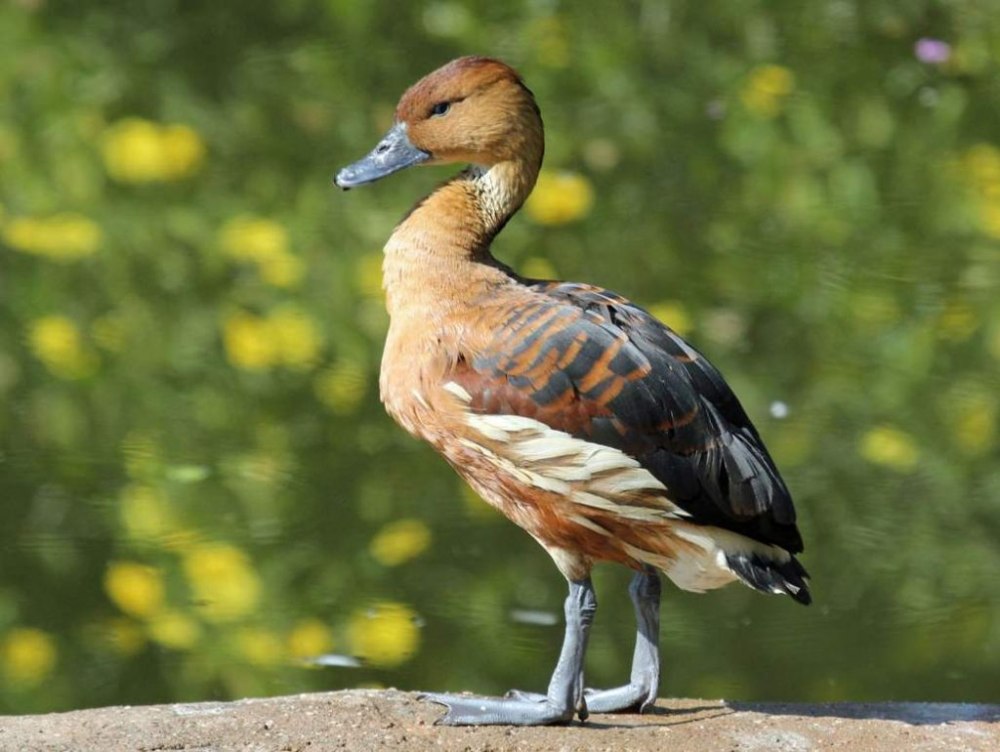 Семейство Утиные (Anatidae)
