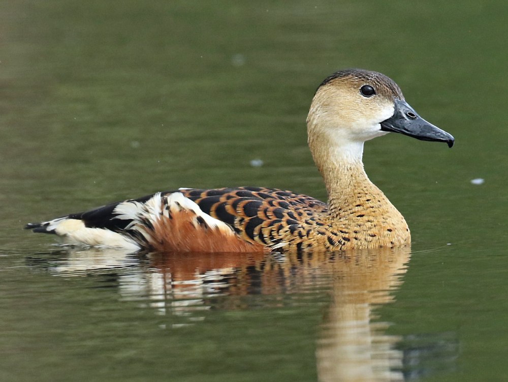 Wandering Whistling Duck