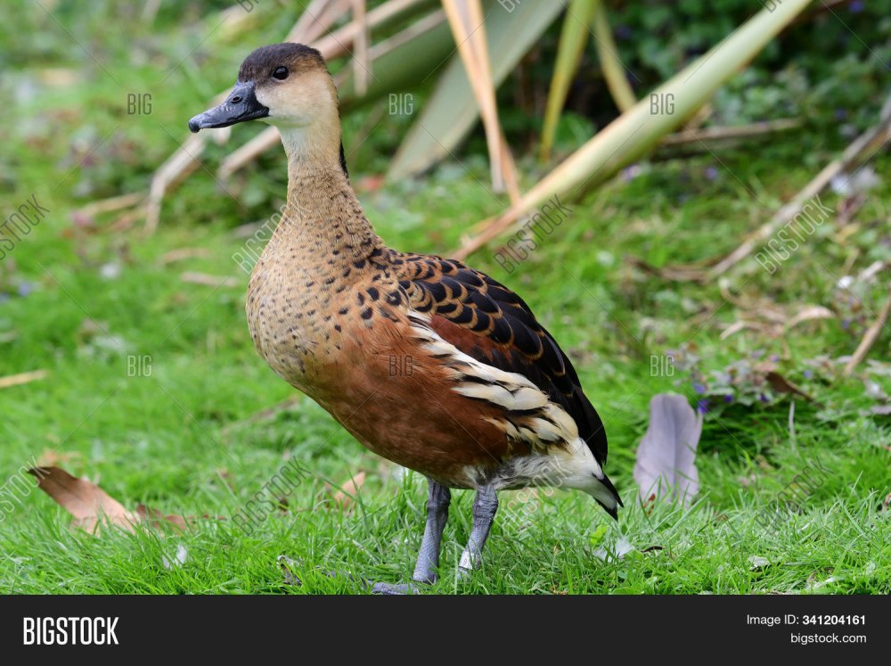 Wandering Whistling Duck