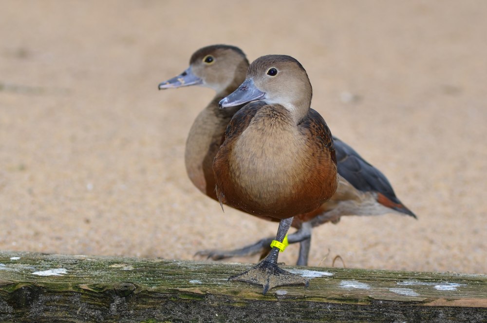 Lesser Whistling Duck non breeding