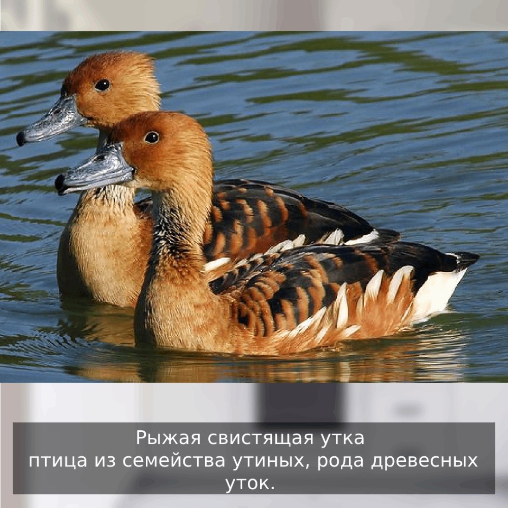 Рыжая свистящая утка