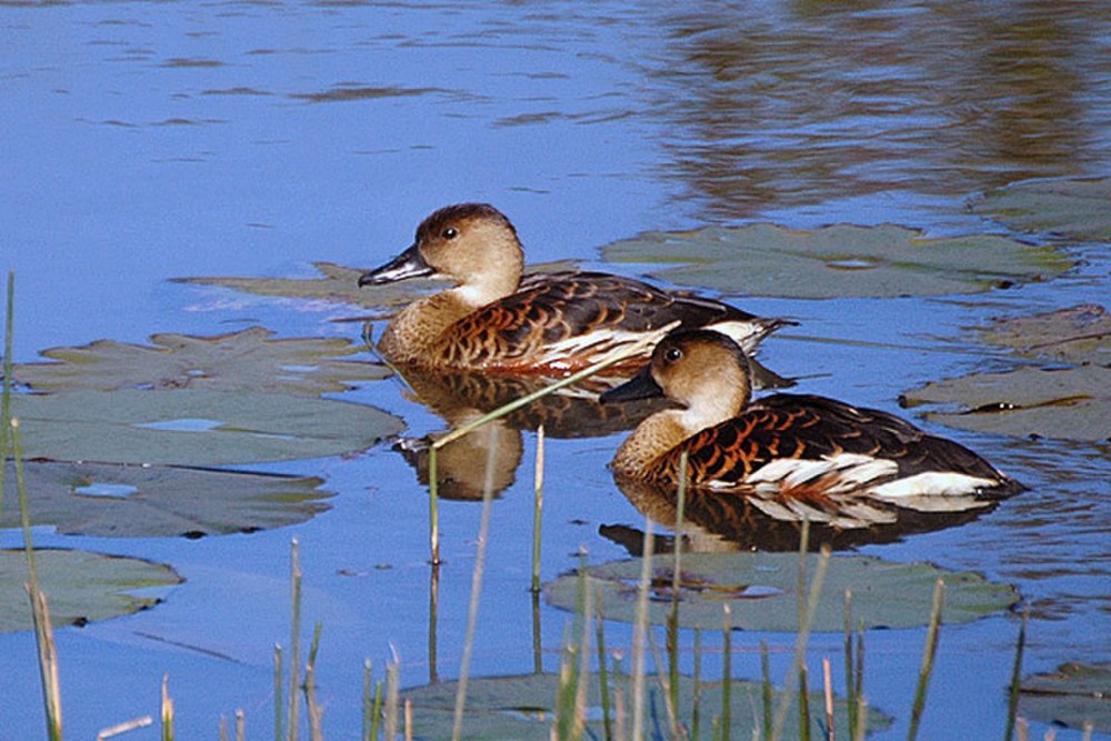 Wandering Whistling Duck