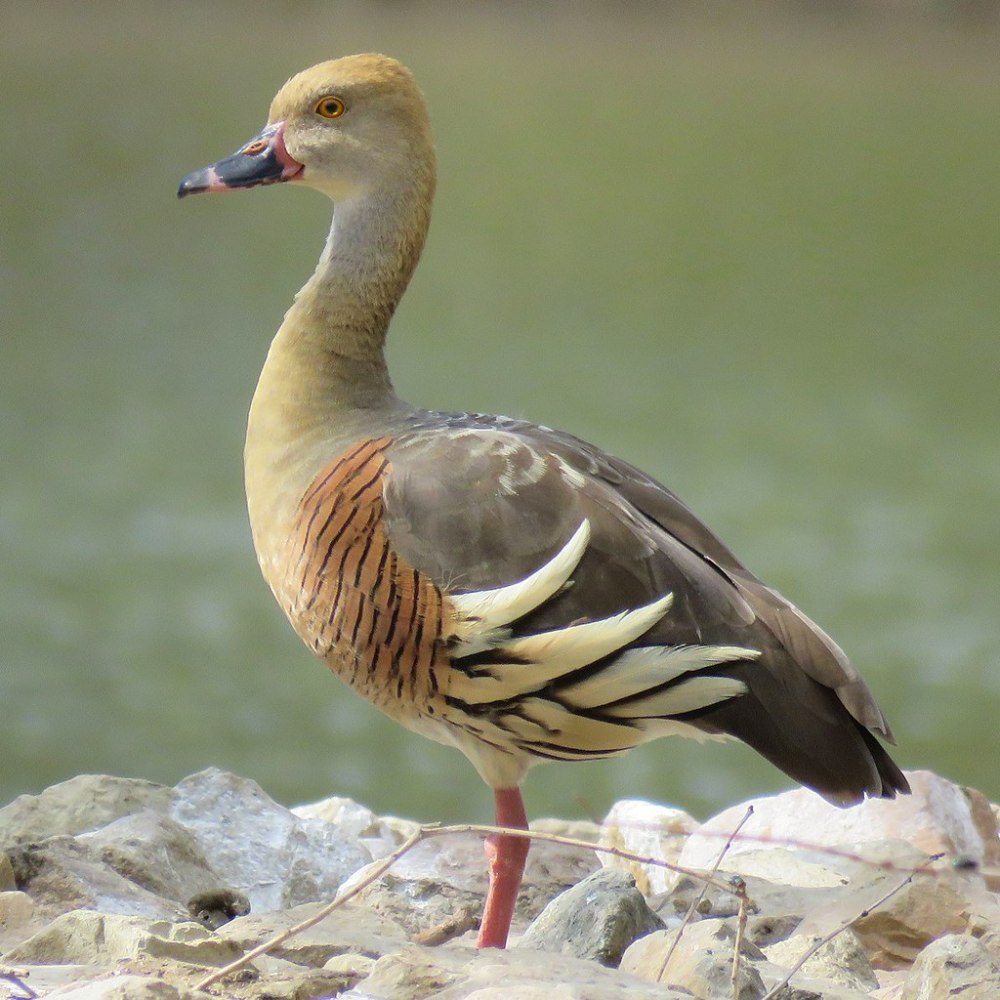Plumed Whistling Duck
