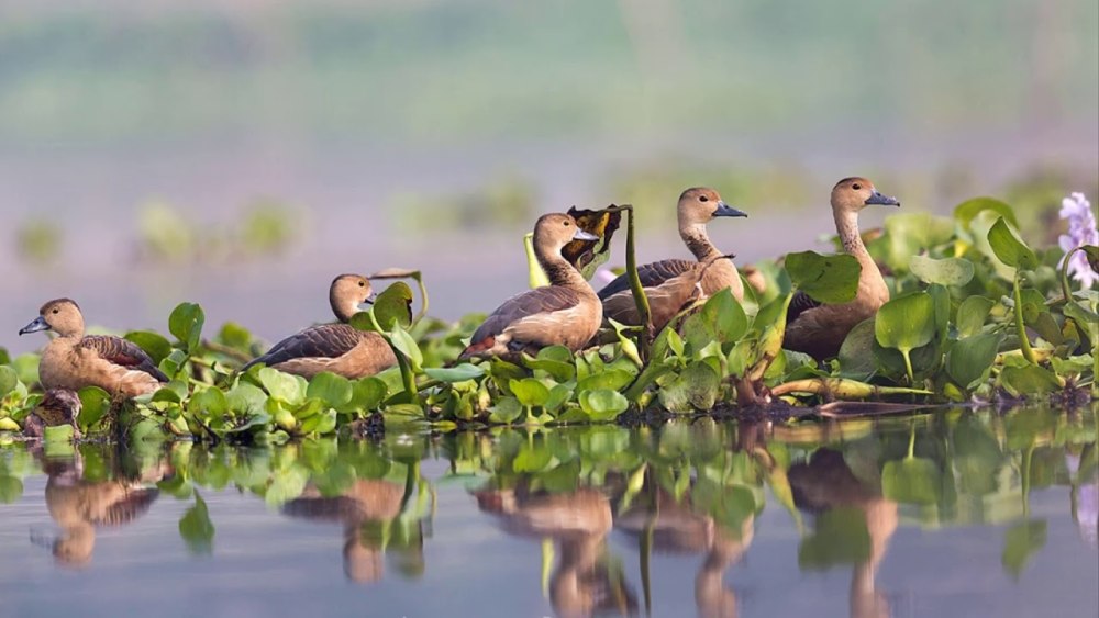 Coot Bird Sound mp3 download