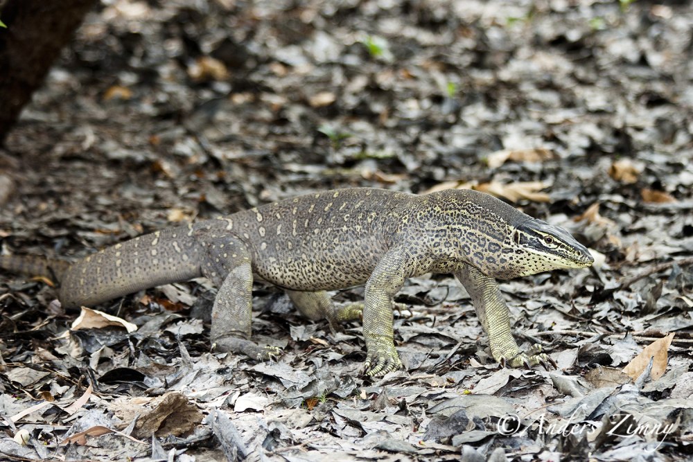 Varanus Panoptes