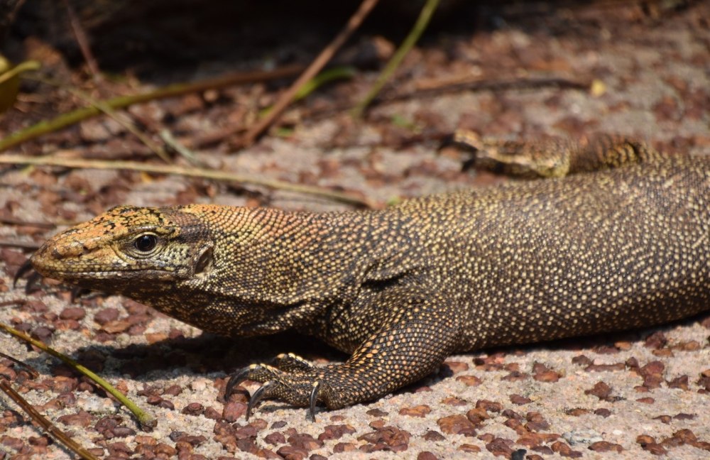 Varanus bitatawa