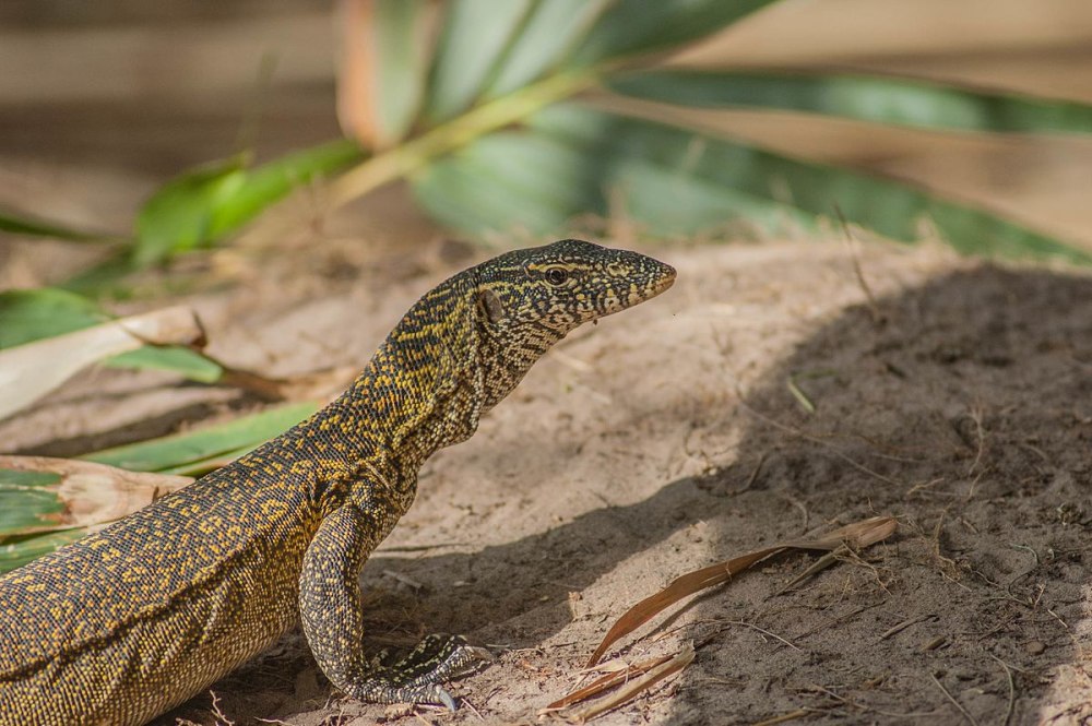 Nile Monitor Lizard