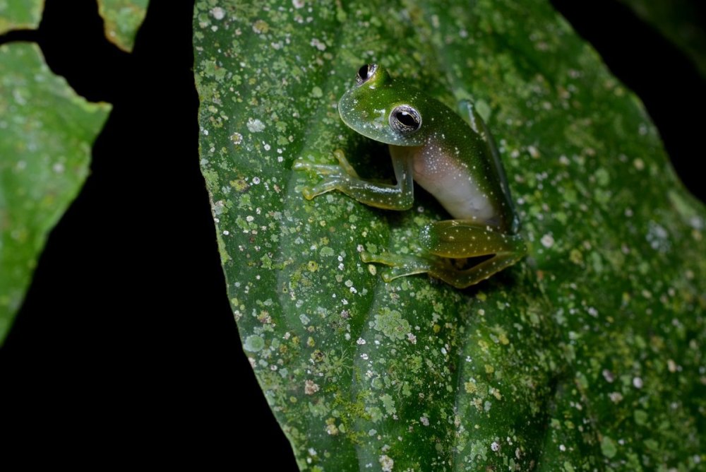 Стеклянная лягушка (лат.Centrolenidae)