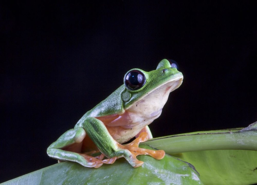 Agalychnis moreletii