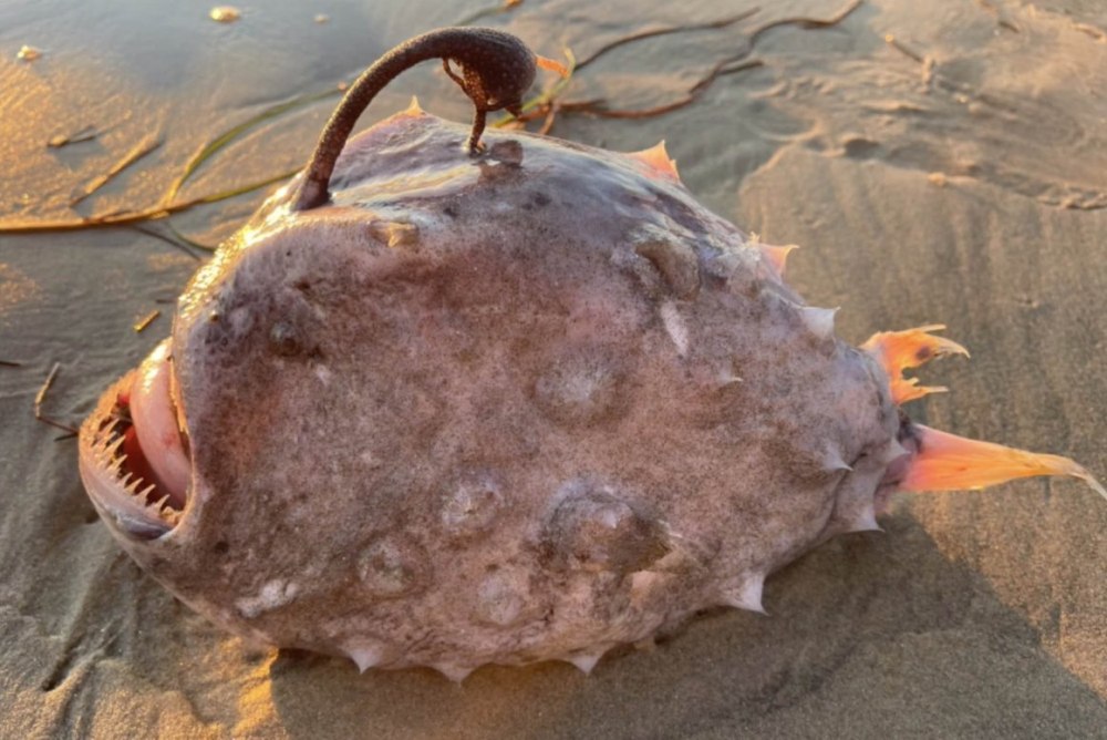 Pacific Football Fish