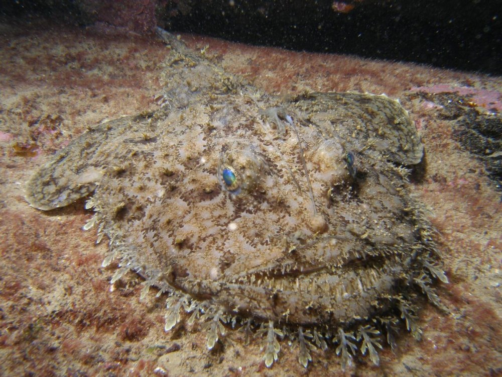 Морской чёрт удильщик