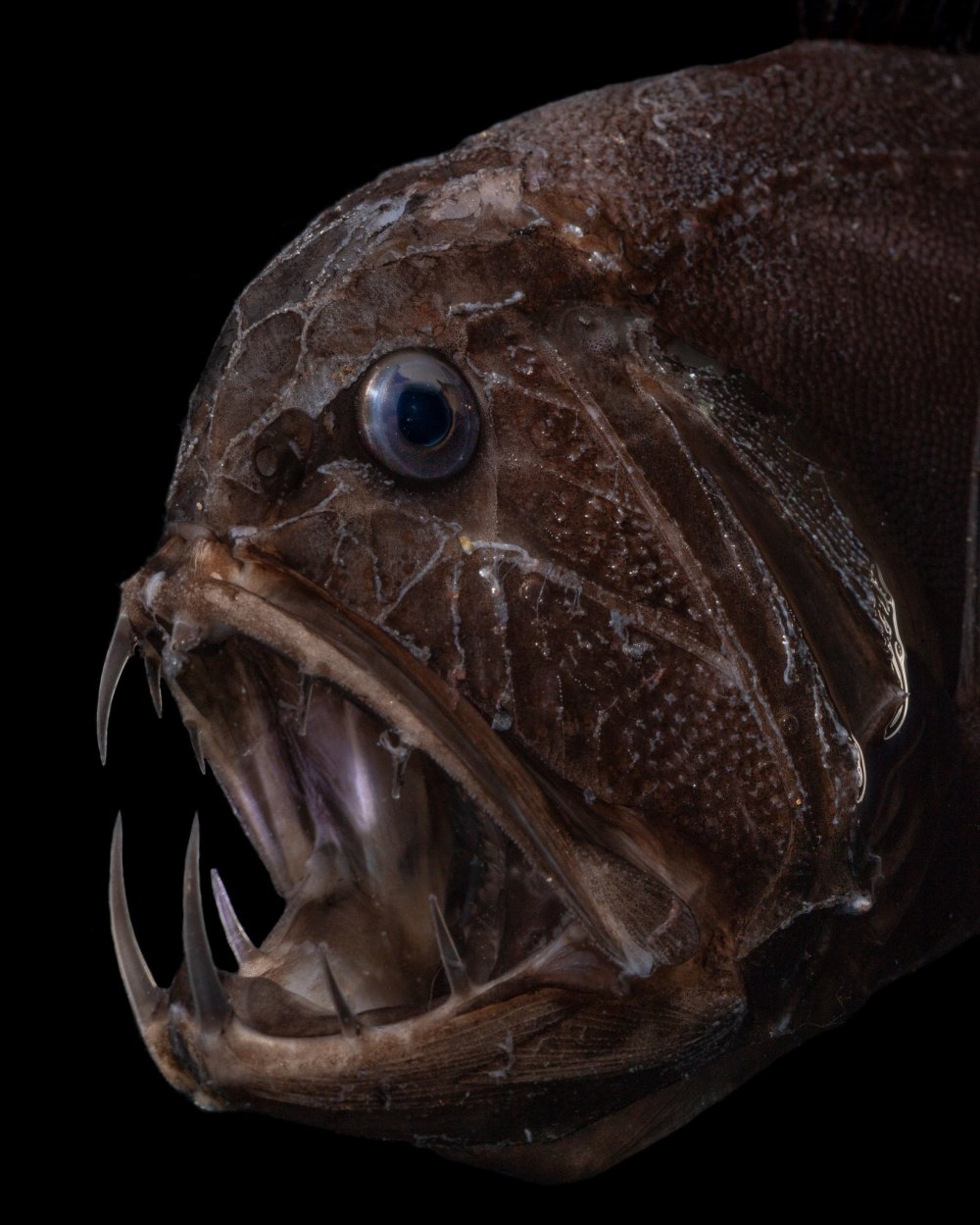 Common Fangtooth