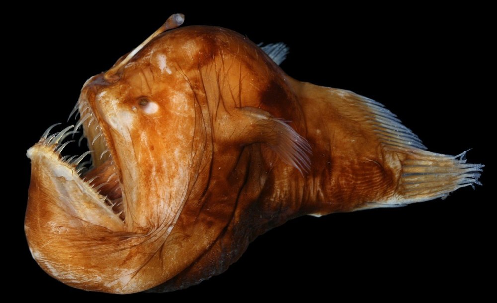 Морской черт удильщик