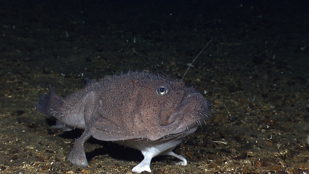Удильщик в черном море