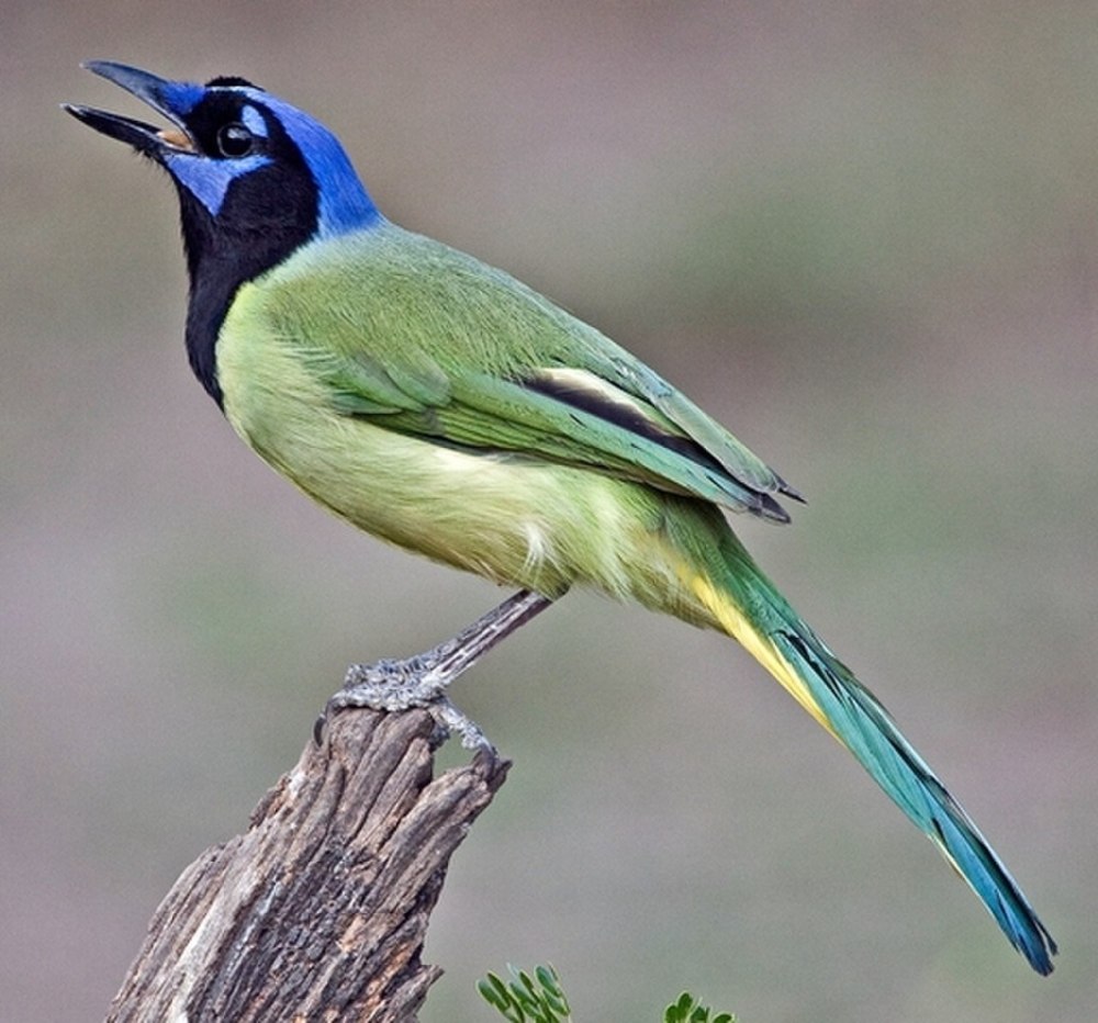 Сойка зелёная (Cyanocorax yncas)