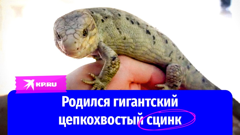 Гигантской ящерицы сцинка