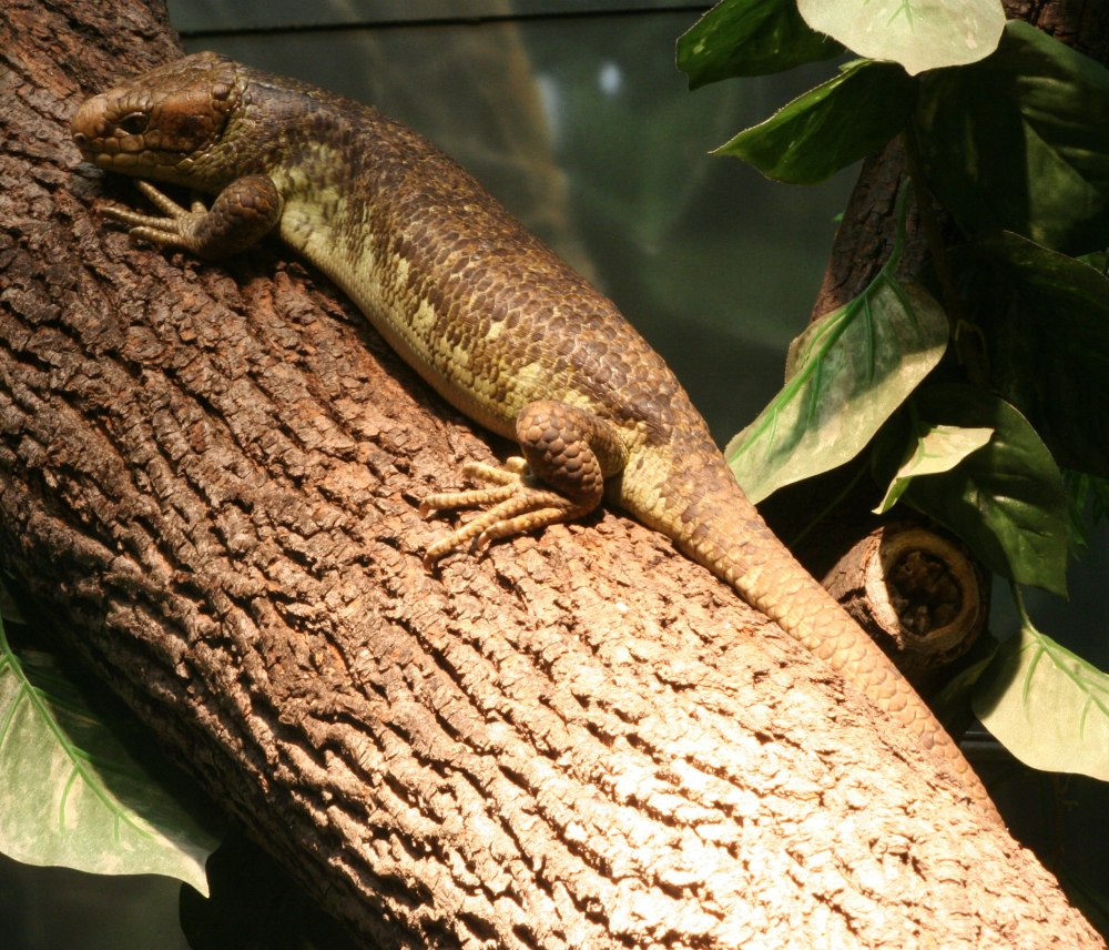 Corucia zebrata