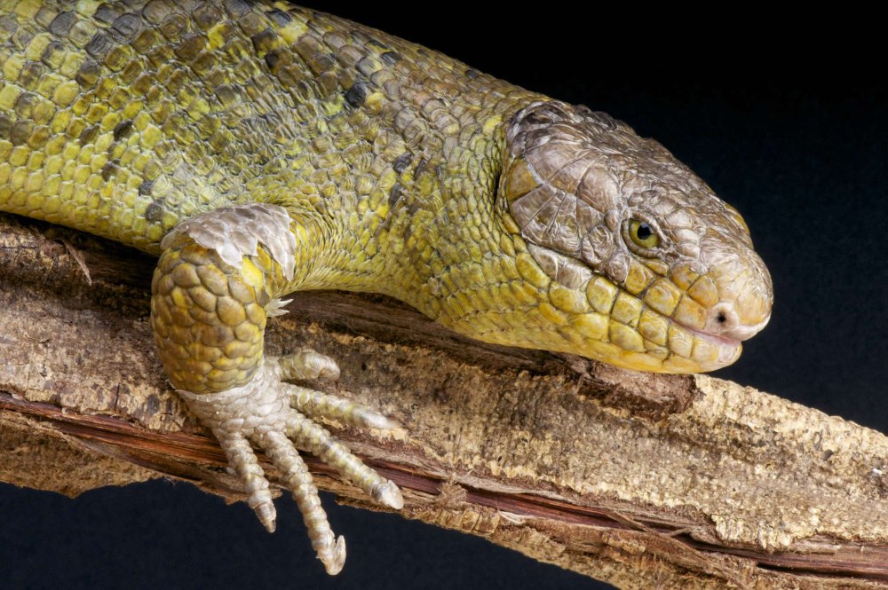 Solomon Islands Skink фото