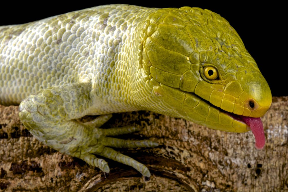 Corucia zebrata