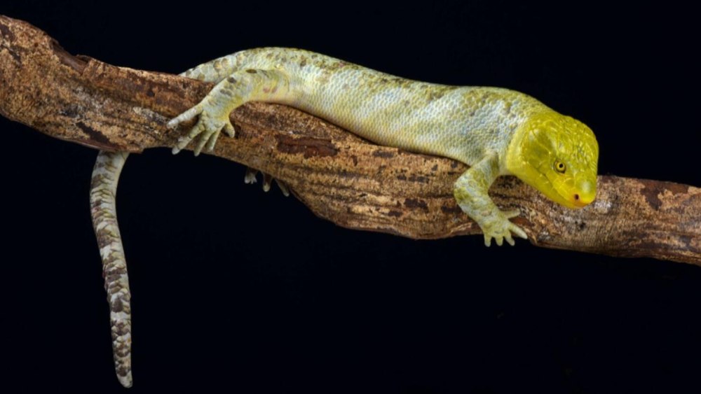 Corucia zebrata
