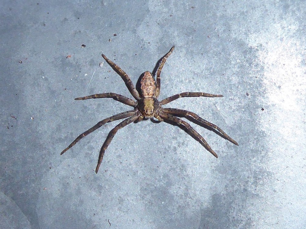 Philodromus Aureolus