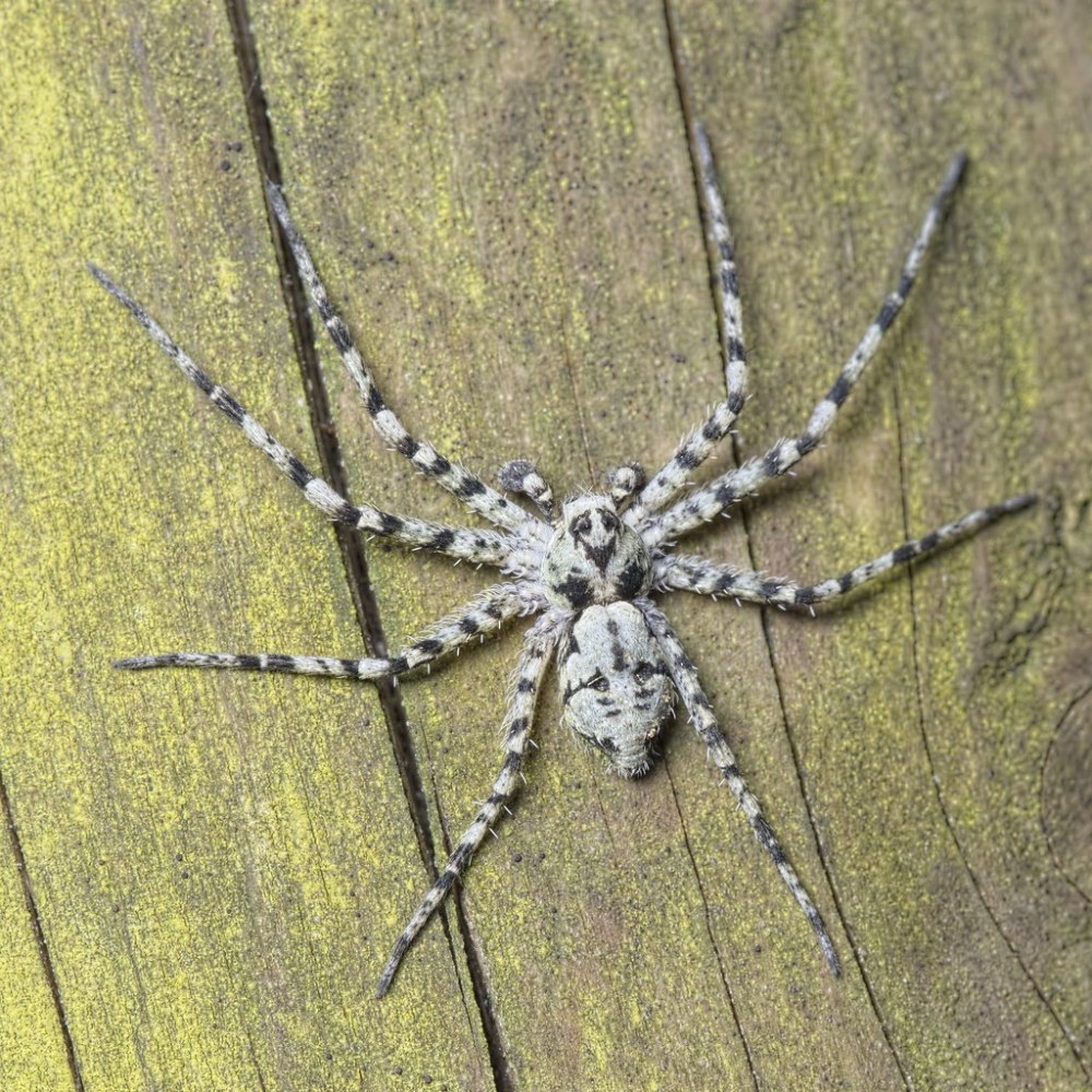 Филодромус жемчужный Philodromus margaritatus