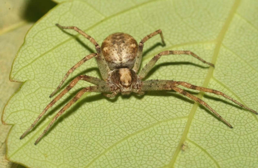 Philodromus cespitum