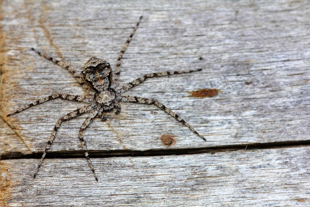 Паук Philodromus margaritatus