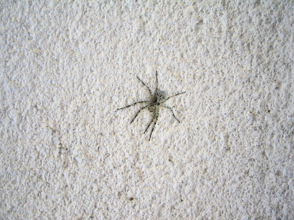Philodromus margaritatus