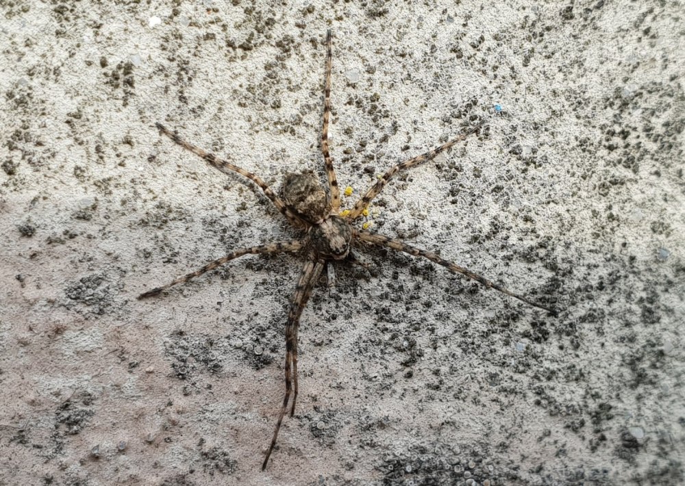 Паук Филодромус жемчужный Philodromus margaritatus