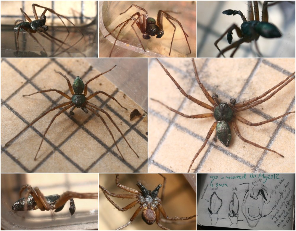 Philodromus Aureolus tho