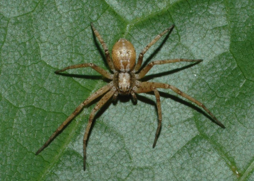 Philodromus Aureolus