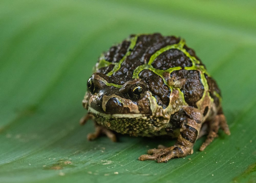Scaphiophryne Marmorata