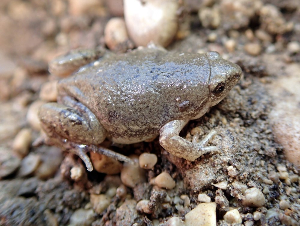 (Gastrophryne olivacea